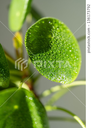 Pilea peperomioides after spraying with water. Chinese money plant with water drops on leaves. 136173792