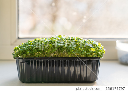 Micro green sprouts growing edible plants on windowsill against window, seed germination at home 136173797