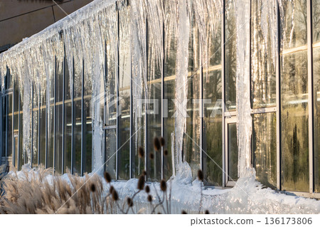 Glasshouse roof covered with huge icicles during cold winter season outdoors. Spring thaw.  136173806
