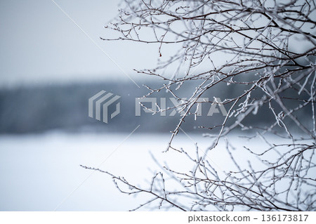 Tree branches covered in iced water crystals, formation of ice crust caused by change in weather. Tree branches covered in iced water crystals, formation of ice crust caused by change in weather. 136173817