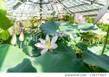 Tropical aquatic plant. Pink lotus water lily blooming in greenhouse Tropical aquatic plant. Pink lotus water lily blooming in greenhouse 136173825