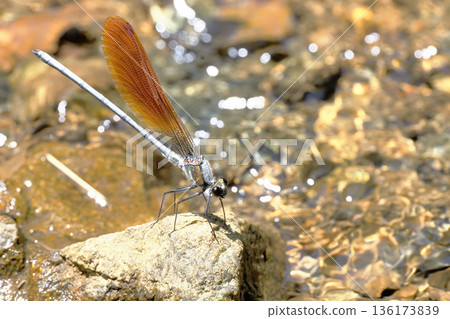 Kawata dragonfly (male, orange bowl type) Kawata dragonfly (male, orange bowl type) 136173839