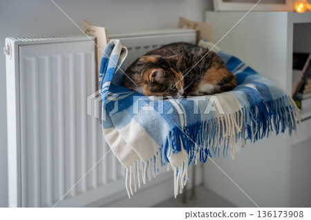 Pet cat lying on shelf on soft plaid next to warm radiator in modern cozy apartment Pet cat lying on shelf on soft plaid next to warm radiator in modern cozy apartment 136173908