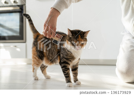 Closeup of female combing fur cat with brush on the floor. Cat lovers, grooming, combing wool 136173929