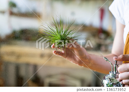 Closeup of woman florist spraying air plant tillandsia at garden home, taking care of houseplants Closeup of woman florist spraying air plant tillandsia at garden home, taking care of houseplants 136173952