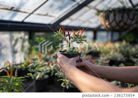 Pot with Paprika peppers in hands agronomist or farm owners growing vegetables in glass greenhouse Pot with Paprika peppers in hands agronomist or farm owners growing vegetables in glass greenhouse 136173954
