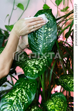 Gardener hands wiping the dust from houseplant leaves, taking care of plant dieffenbachia Gardener hands wiping the dust from houseplant leaves, taking care of plant dieffenbachia 136173957