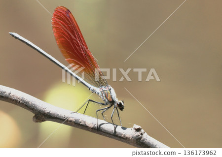 川田蜻蜓（雄性，橙色碗型） 136173962