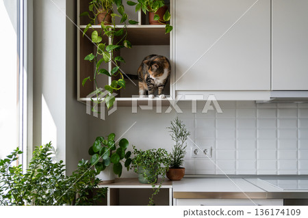 Naughty cat prepares to jump from shelf of wall cabinet in kitchen standing near green pot-plants Naughty cat prepares to jump from shelf of wall cabinet in kitchen standing near green pot-plants 136174109