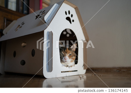 Cat sitting in cardboard box house. Zero waste for animals. Eco friendly pet home concept. 136174145
