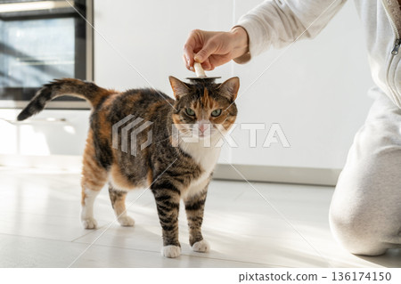 Closeup of female combing fur cat with brush on the floor. Cat lovers, grooming, combing wool Closeup of female combing fur cat with brush on the floor. Cat lovers, grooming, combing wool 136174150