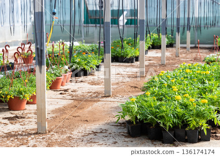 Young flowers in pots growing in greenhouse, nursery plants. Floriculture industry. 136174174
