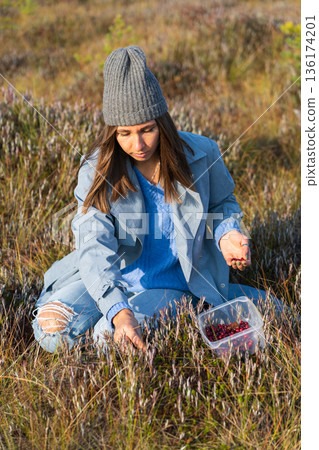 Young woman in denim trench sits on swamp sorting cranberries at autumn sunset Young woman in denim trench sits on swamp sorting cranberries at autumn sunset 136174201