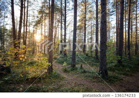 Landscape of early morning in autumn pine forest with rays of sun shining through trees and branches Landscape of early morning in autumn pine forest with rays of sun shining through trees and branches 136174233