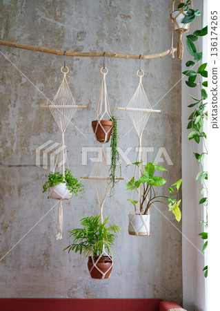 Handmade cotton macrame plants hanger hanging from wood branch over grey wall at home. Love of houseplants, hobby. Handmade cotton macrame plants hanger hanging from wood branch over grey wall at home. Love of houseplants, hobby. 136174265