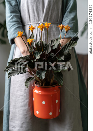 Close up of woman florist in linen dress, holding flowering calathea plant in red milk can Close up of woman florist in linen dress, holding flowering calathea plant in red milk can 136174322