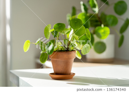 Pilea peperomioides houseplant in terracotta pot at home. Chinese money plant. Indoor gardening. Pilea peperomioides houseplant in terracotta pot at home. Chinese money plant. Indoor gardening. 136174340