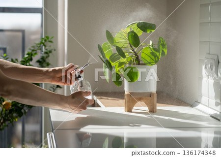 Woman spraying Pilea houseplant, using sprayer, moisturizes air surround leaves at home kitchen. Woman spraying Pilea houseplant, using sprayer, moisturizes air surround leaves at home kitchen. 136174348