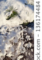 Bright winter sunlight on a green pine branch and dry bushes covered in thick white fluffy snow. 136174484