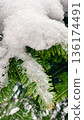 Macro shot of green spruce needles covered with fresh white snow and ice in a winter forest. 136174491