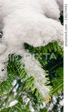 Macro shot of green spruce needles covered with fresh white snow and ice in a winter forest. 136174491