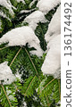 Macro shot of green spruce needles covered with fresh white snow and ice in a winter forest. 136174492