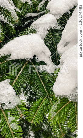 Macro shot of green spruce needles covered with fresh white snow and ice in a winter forest. 136174492