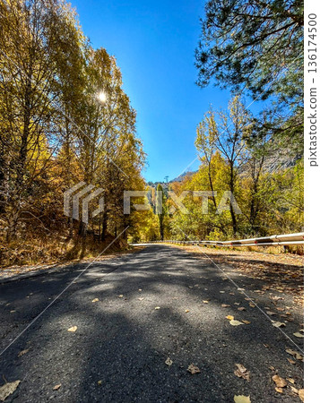 Autumn forest road with fallen leaves under blue sky 136174500
