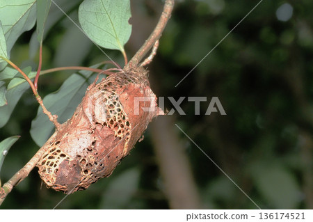 楠木繭（空繭） 136174521
