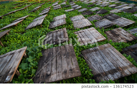 Rows of wooden shelter panels in snail farm with fresh green vegetation showing large scale sustainable farming Rows of wooden shelter panels in snail farm with fresh green vegetation showing large scale sustainable farming 136174523