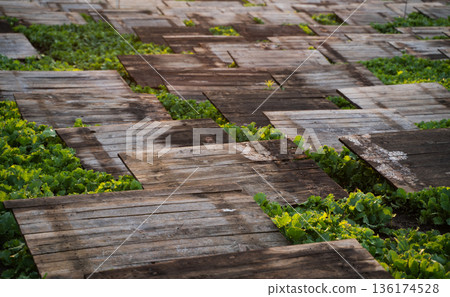 Snail breeding farm with wooden shelters forming geometric patterns, heliciculture system and rural farming landscape 136174528