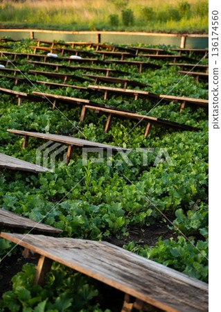 Snail farming landscape with wooden boards arranged over crops, sustainable heliciculture and organic food production Snail farming landscape with wooden boards arranged over crops, sustainable heliciculture and organic food production 136174560
