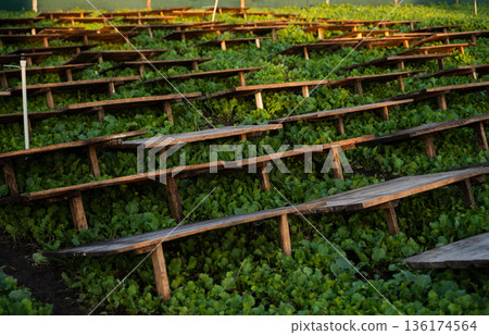 Snail farming field with young oilseed plants and wooden shelters, sustainable heliciculture and early crop growth system 136174564