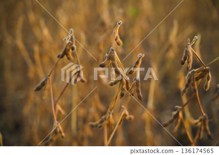 Soybean plants with ripe pods in cultivated field during harvest season representing agriculture and rural landscape Soybean plants with ripe pods in cultivated field during harvest season representing agriculture and rural landscape 136174565