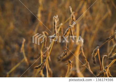 Soybean pods hanging on slender stems in autumn field showing harvest readiness and natural agricultural growth cycle Soybean pods hanging on slender stems in autumn field showing harvest readiness and natural agricultural growth cycle 136174566