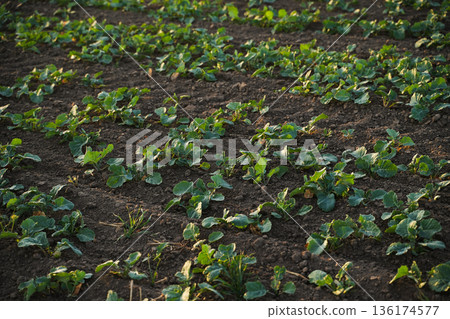 Rapeseed crop growing in long parallel rows across agricultural field showing early plant development and sustainable farming landscape Rapeseed crop growing in long parallel rows across agricultural field showing early plant development and sustainable farming landscape 136174577