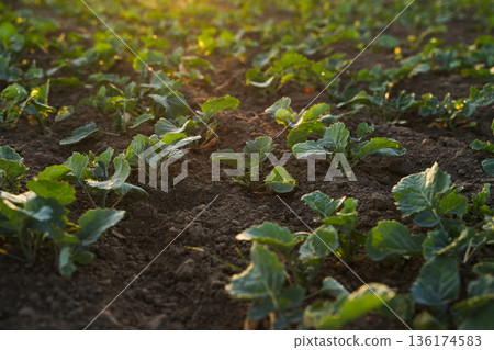 Young rapeseed plants growing in cultivated soil during early vegetation stage, sustainable agriculture and oilseed crop concept Young rapeseed plants growing in cultivated soil during early vegetation stage, sustainable agriculture and oilseed crop concept 136174583