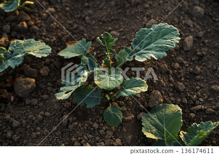 Close-up of young rapeseed plant growing in fertile soil, early stage canola crop and sustainable agriculture concept Close-up of young rapeseed plant growing in fertile soil, early stage canola crop and sustainable agriculture concept 136174611