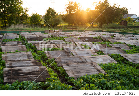Snail farm with wooden shelter panels over green vegetation during sunset showing sustainable heliculture and rural agriculture 136174623