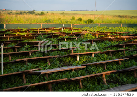 Snail farming field with wooden shelters over green vegetation, heliciculture process and sustainable rural agriculture Snail farming field with wooden shelters over green vegetation, heliciculture process and sustainable rural agriculture 136174629