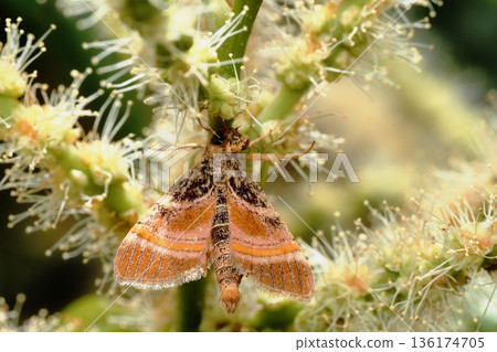 Nakamurasaki's Foothills moth resting on a chestnut flower Nakamurasaki's Foothills moth resting on a chestnut flower 136174705