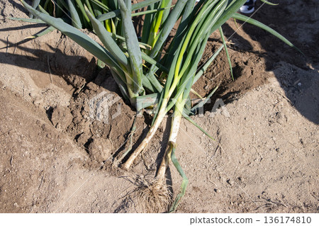 Green onion harvest 136174810