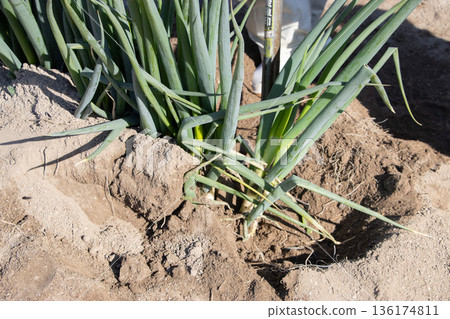 Green onion harvest 136174811