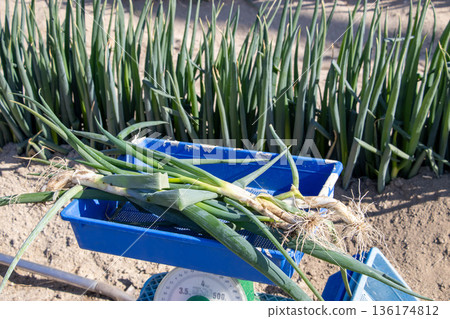 Green onion harvest 136174812