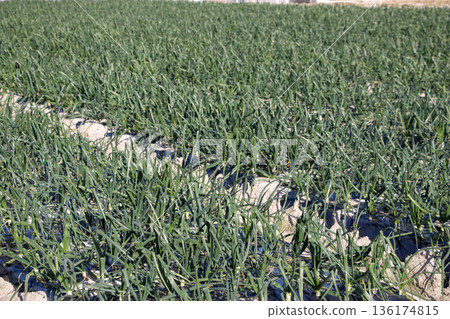 Onion field 136174815
