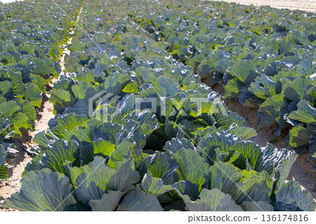 Cabbage field Cabbage field 136174816