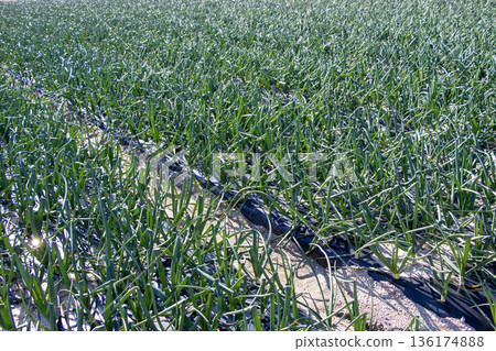 Onion field 136174888