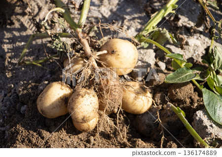 Potatoes Potatoes 136174889
