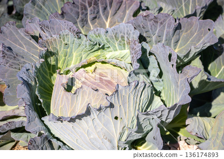 cabbage cabbage 136174893