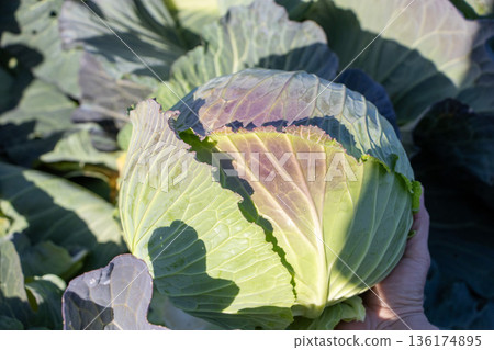 cabbage cabbage 136174895
